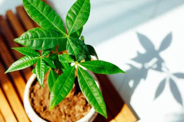 发财树不长叶子怎么处理,需增加光照并减少浇水