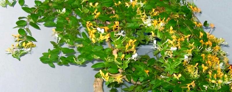 金银花的矮化方法，主干达到40厘米时剪除顶端的枝叶