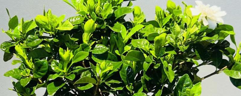 栀子花叶子发黄的原因，可能是水分过多所致