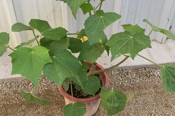 怎么养三醉芙蓉,生长旺期要浇足浇透水分