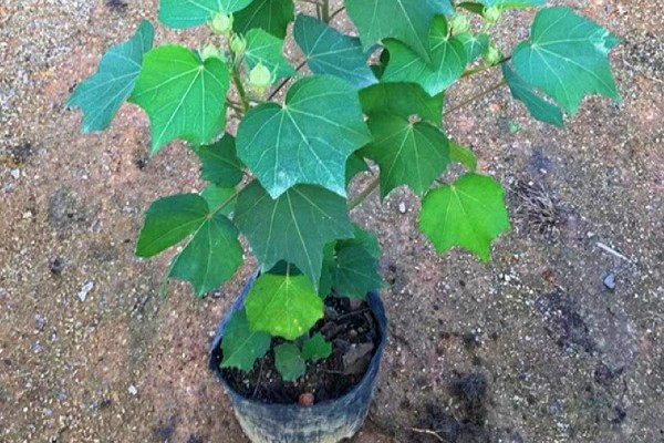 怎么养三醉芙蓉,生长旺期要浇足浇透水分