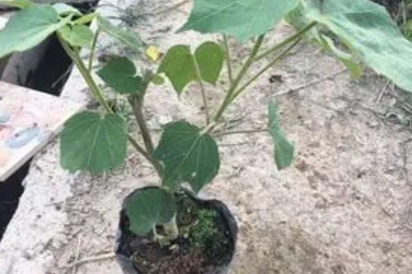 怎么养三醉芙蓉,生长旺期要浇足浇透水分