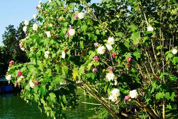 怎么养三醉芙蓉,生长旺期要浇足浇透水分