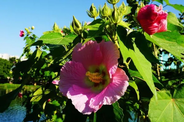 怎么养三醉芙蓉,生长旺期要浇足浇透水分