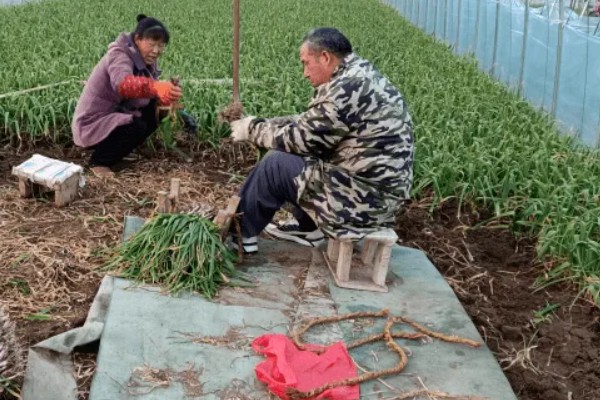 蒜苗能收割几次,蒜苗可以收割三次左右