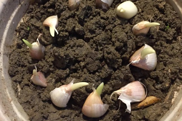 蒜苗能收割几次,蒜苗可以收割三次左右