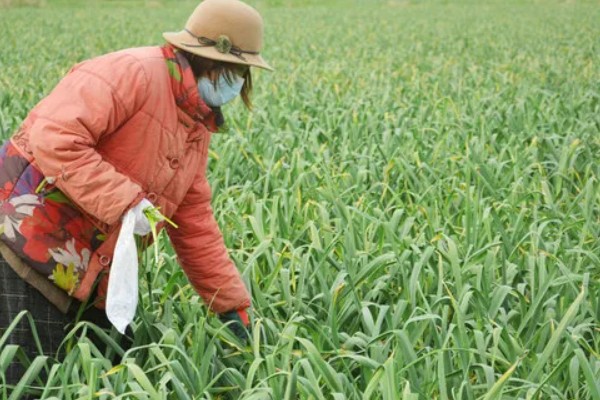 蒜苗能收割几次,蒜苗可以收割三次左右