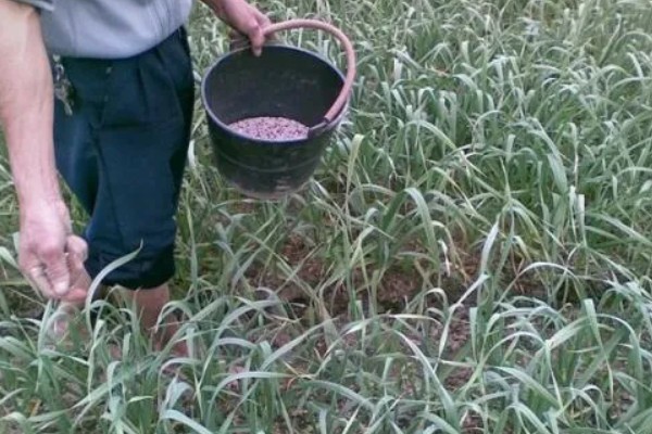 蒜苗能收割几次,蒜苗可以收割三次左右