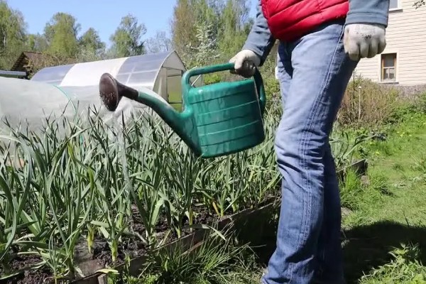 蒜苗能收割几次,蒜苗可以收割三次左右