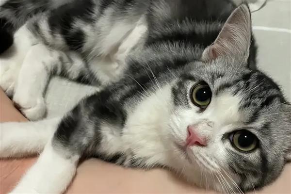 猫咪缺乏维生素B的症状，容易出现口炎、牙龈溃烂等