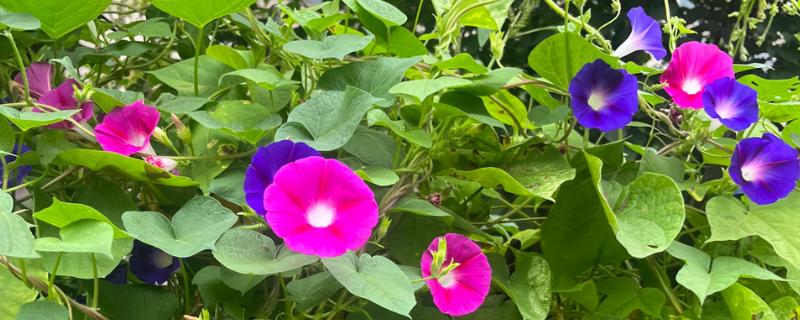 牵牛花的花语,寓意顽强、永恒等