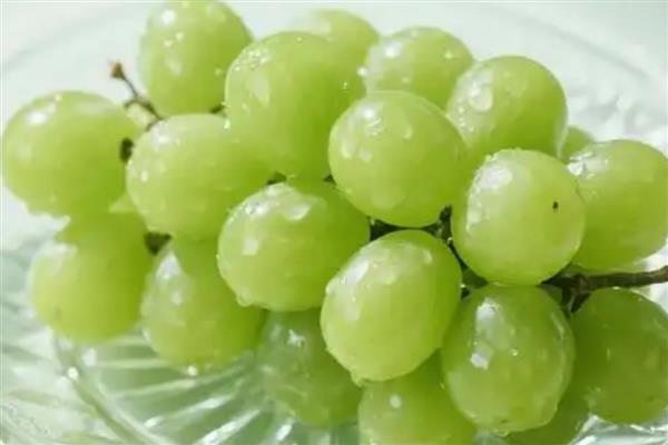 猫咪缺乏维生素B的症状，容易出现口炎、牙龈溃烂等