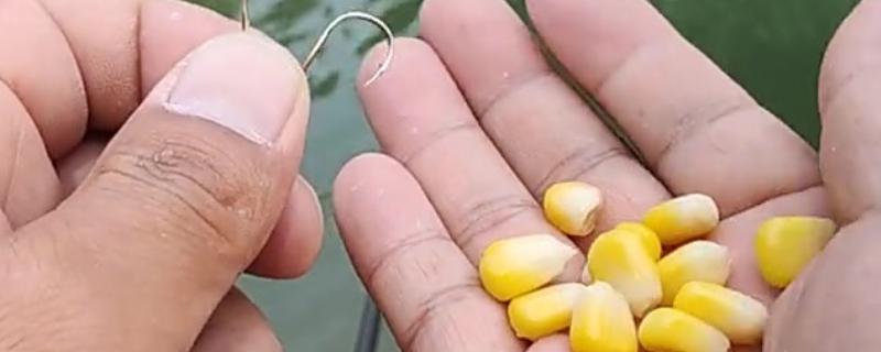 玉米可以钓什么鱼，可以钓大鲤鱼、大鲫鱼等