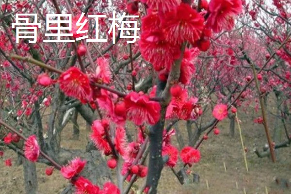 骨里红梅跟红梅的区别,颜色和形状均不同