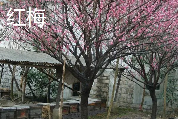 骨里红梅跟红梅的区别,颜色和形状均不同