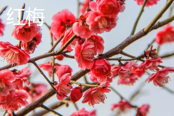 骨里红梅跟红梅的区别,颜色和形状均不同