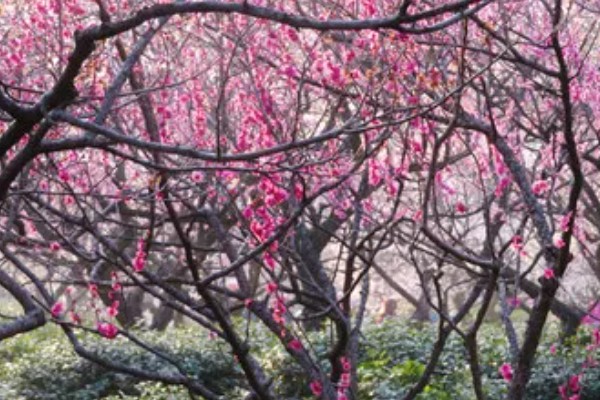 骨里红梅跟红梅的区别,颜色和形状均不同