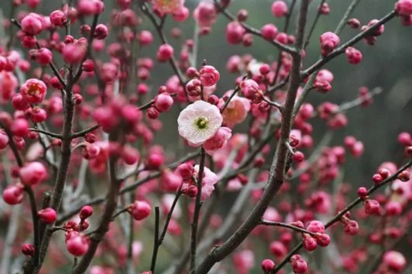 骨里红梅跟红梅的区别,颜色和形状均不同