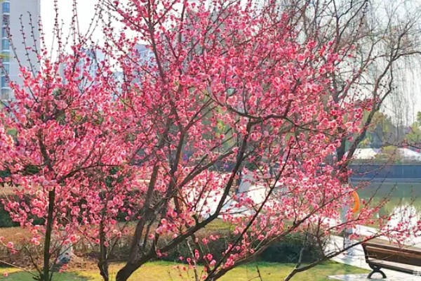 骨里红梅跟红梅的区别,颜色和形状均不同