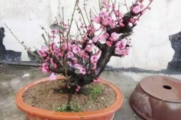 骨里红梅跟红梅的区别,颜色和形状均不同