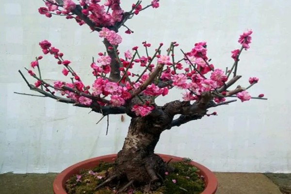 骨里红梅跟红梅的区别,颜色和形状均不同