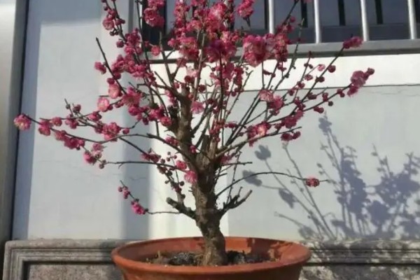 骨里红梅跟红梅的区别,颜色和形状均不同