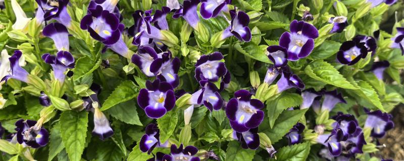 夏堇花的种植方法，浸种一天再晾干播种