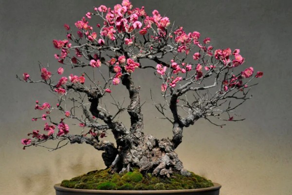 骨里红梅跟红梅的区别,颜色和形状均不同