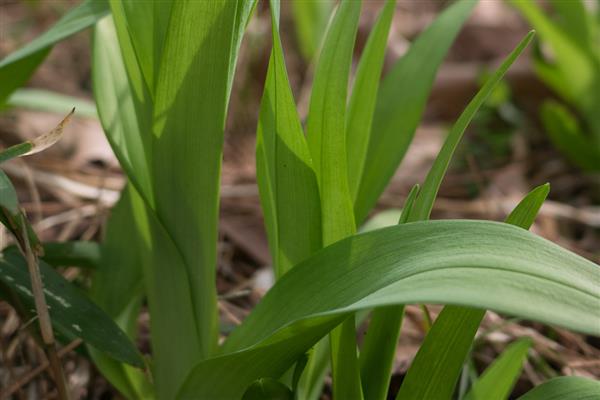 植物茎具的作用,有输导作用、支持作用等