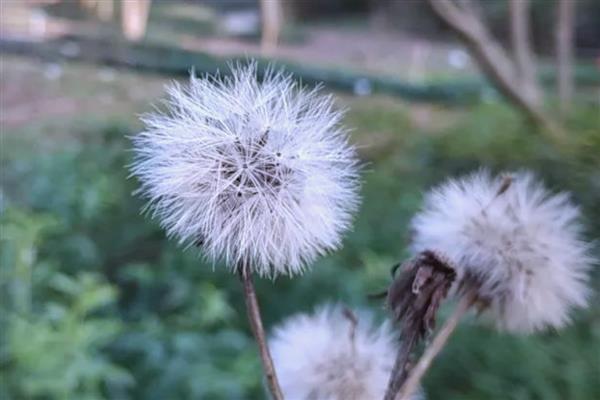 植物茎具的作用,有输导作用、支持作用等