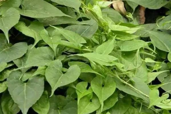 植物茎具的作用,有输导作用、支持作用等