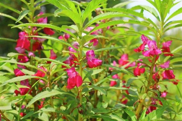 植物茎具的作用,有输导作用、支持作用等