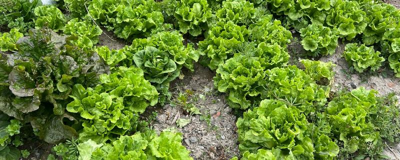 种植野菜的前景，其种植前景非常大