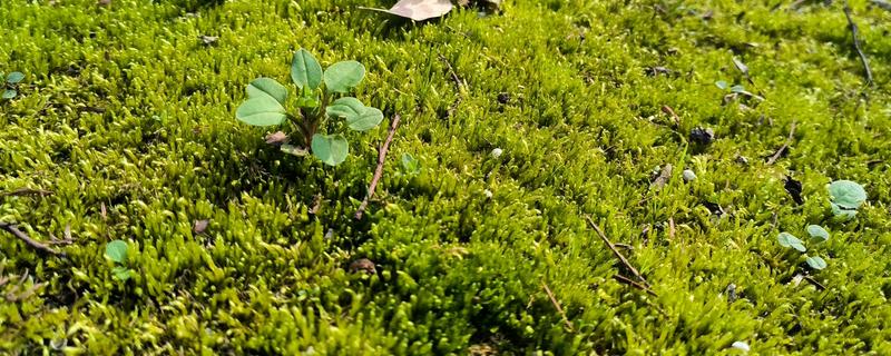 苔藓从何而来,由真菌衍生形成