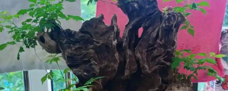 生桩如何快速生根，种植前要修剪消毒并涂抹草木灰