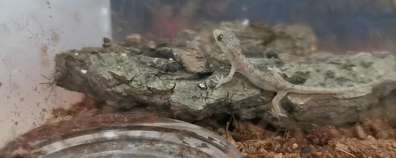 怎样在家里养壁虎，用玻璃容器养即可