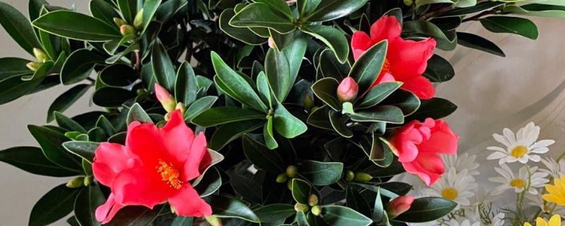四季茶花能否养在室内，在室内养护需注意通风
