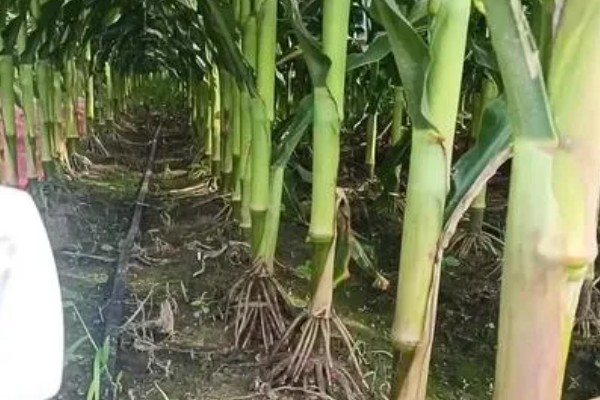 瑞普686玉米种简介,株高约315cm