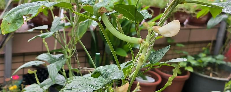 盆栽豆角要用多大的盆，可以用30厘米深的盆