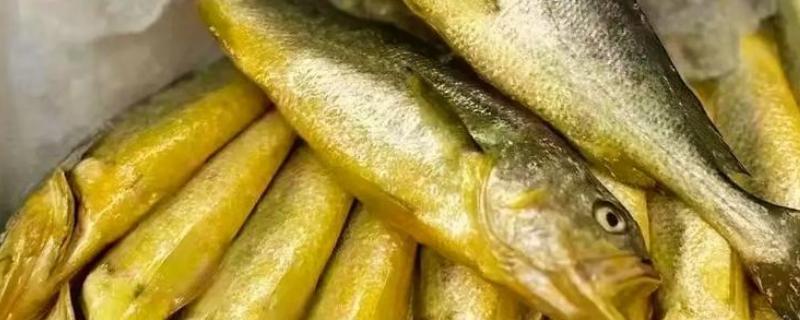 黄花鱼刺多吗，体内基本都是有刺的