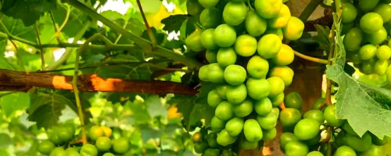 葡萄膨大期怎么施肥，亩施15-20公斤尿素和复合肥