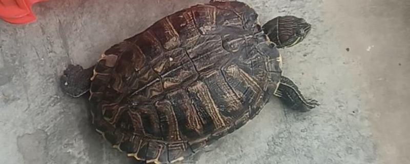 巴西龟在陆地上可以活多久，可以坚持1-3天的时间