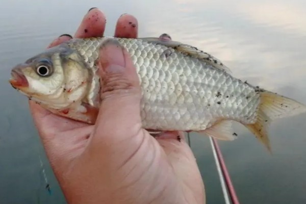 为什么鲫鱼冬天好钓，冬天没有大鱼惊吓鲫鱼吃饵