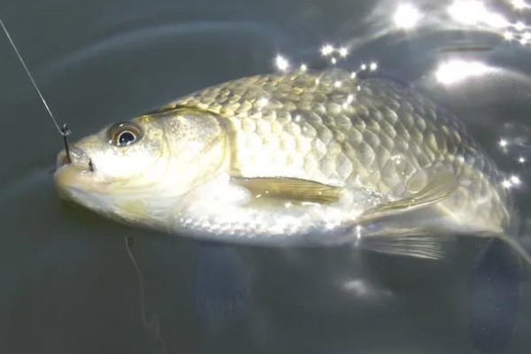 为什么鲫鱼冬天好钓，冬天没有大鱼惊吓鲫鱼吃饵