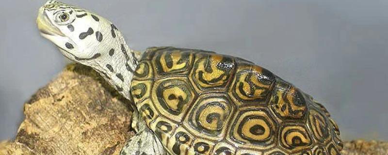 钻纹龟大花和小花的区别，价格和体色均不同
