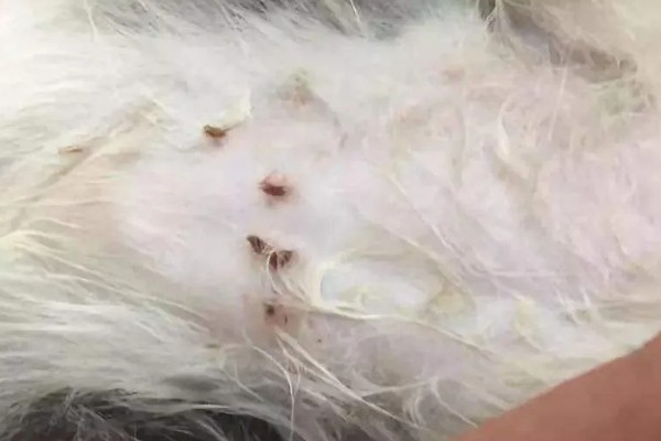 猫咪感染寄生虫的主要原因，可能是乱吃东西所致