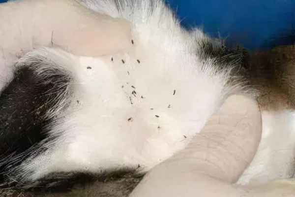 猫咪感染寄生虫的主要原因，可能是乱吃东西所致