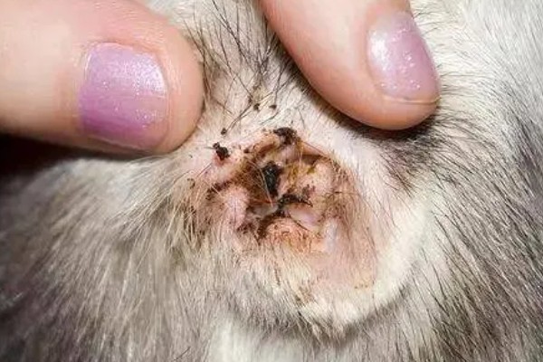 猫咪感染寄生虫的主要原因，可能是乱吃东西所致