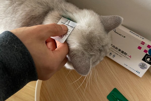 猫咪感染寄生虫的主要原因，可能是乱吃东西所致