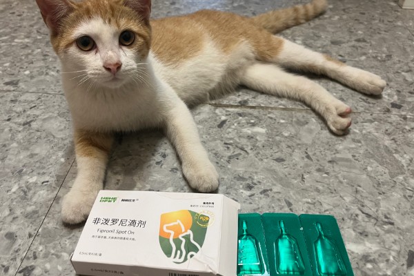 猫咪感染寄生虫的主要原因，可能是乱吃东西所致